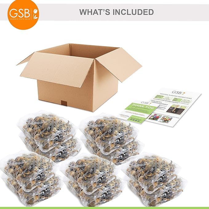 Garden State Bulb Narcissus Poeticus Pheasant's Eye Daffodil Flower Bulbs, 14/16cm, Fall Planting (Bag of 250)