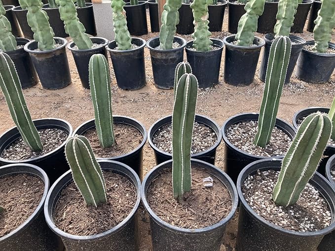 Cactus Outlet - Mexican Fence Post Cacti - Cactus Plants Live, 36”+ Live Plants Indoor & Outdoor Use, Rare Large Live Cactus - Landscape Ready Large Cactus Plant Live Delivered Right to Your Door