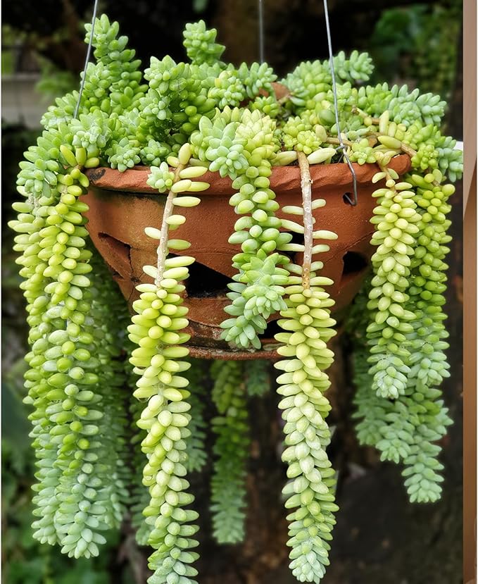 4" Donkey's Tail, Live Sedum Morganianum-Burro's Tail Succulent Fully Rooted in Pots with Soil Mix, Rare House Plant for Home Office Wedding Indoor Outdoor Decoration, DIY Projects, Party Favor