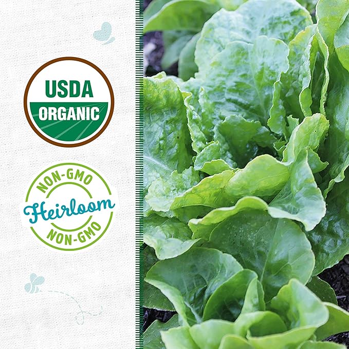 Back to The Roots 100% Organic Heirloom Seeds - Bibb Lettuce Value Pack (840mg Total)