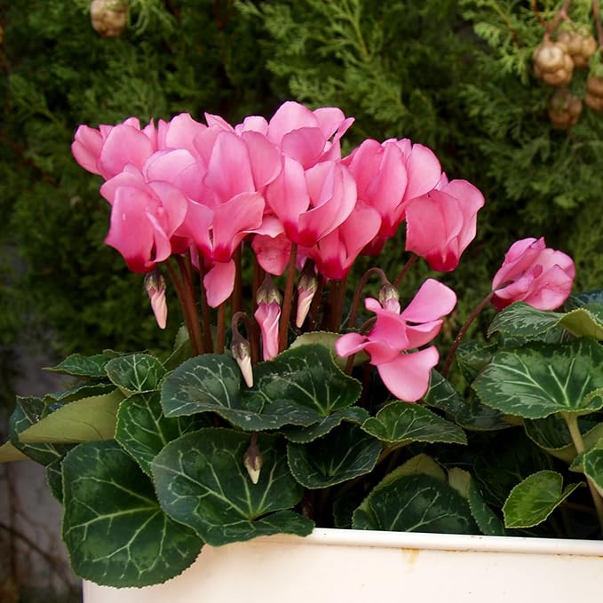 Pink Cyclamen Bulb Collection โ 3, 6 or 9 Premium Indoor/Outdoor Hardy Cyclamen for Shade | Colorful Pink/White Flowers & Marbled Leaves | Bloom Fall to Spring โ Zones 6โ9 (9 Bulbs)