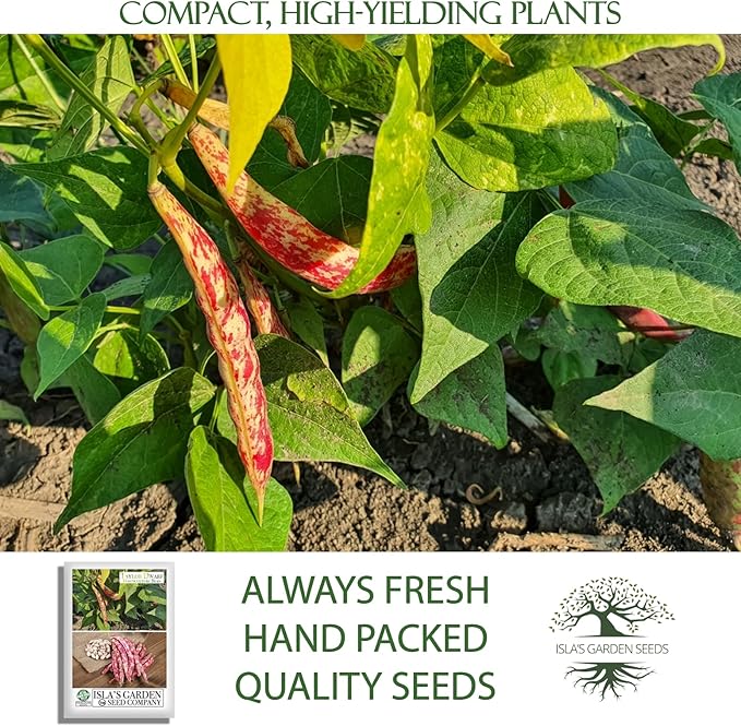 Taylor Dwarf Horticulture Bush Bean Seeds (Phaseolus vulgaris) – 25+ Non-GMO Heirloom Cranberry Bean Seeds, 85% Germination Rate, by Isla’s Garden Seeds, Great for Cooking & Small Gardens
