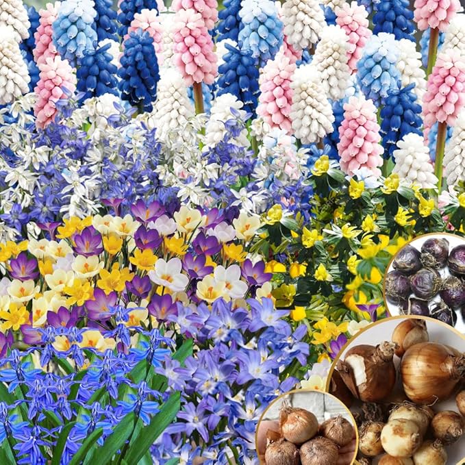 50 Days Blooms Mixed Flower Bulbs, Earliest Spring Blooms, Vibrant Colorful, Cold Hardy, Top Size Bulb for Easy Care, Flowerbeds