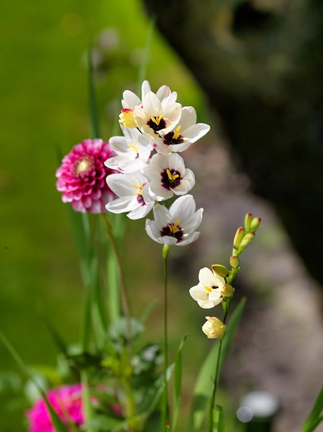 Easy to Grow Ixia 'Giant' Plant Bulbs (20 Pack) - White Flowering Blooms with Purple to Maroon Centers Spring to Summer Gardens