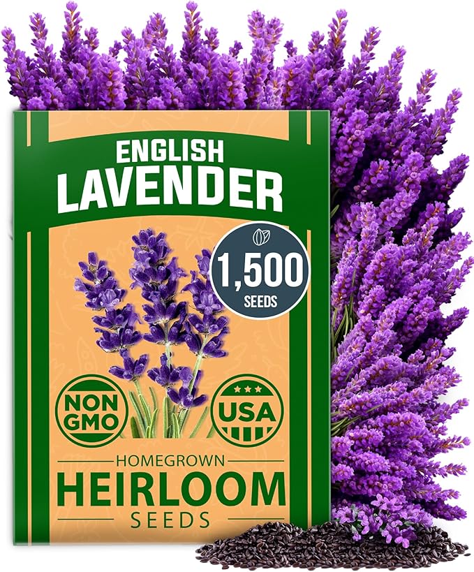HOME GROWN π¨π¦π π£π₯ππ ππ¨π  English Lavender Seeds 1,500+ π‘π’π‘-ππ π’ Wildflower Seed for Planting Indoor/Outdoor, High Germination, Plant Flower Seeds (Lavandula antustifolia)