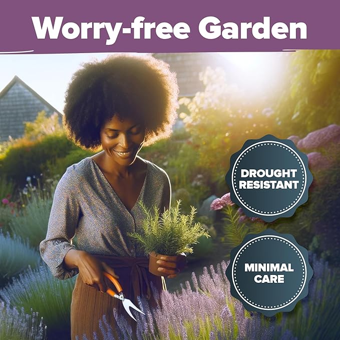 HOME GROWN π¨π¦π π£π₯ππ ππ¨π  English Lavender Seeds 1,500+ π‘π’π‘-ππ π’ Wildflower Seed for Planting Indoor/Outdoor, High Germination, Plant Flower Seeds (Lavandula antustifolia)