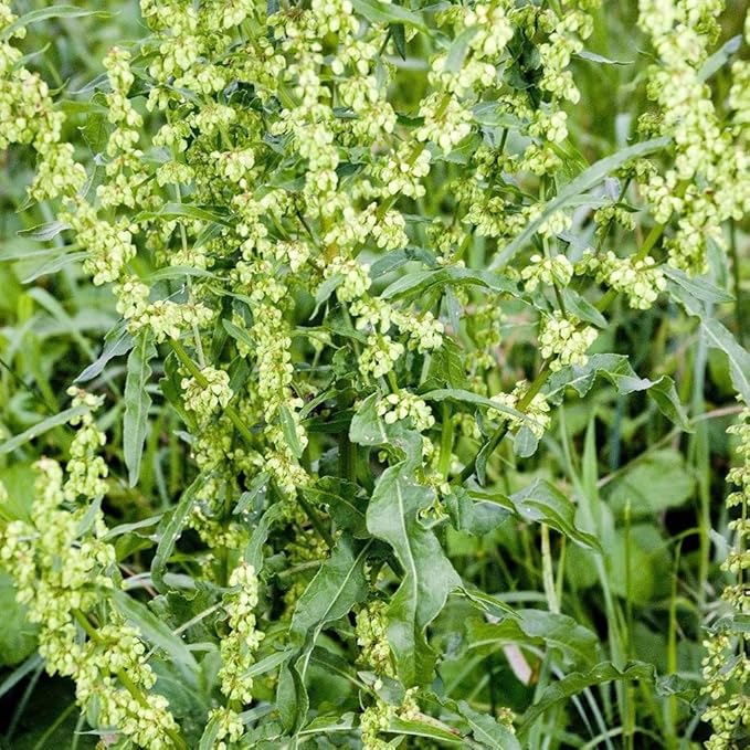 Palm Beach Medicinal Herbs - Yellow Dock (Rumex crispus) - Packet of 50 Seeds