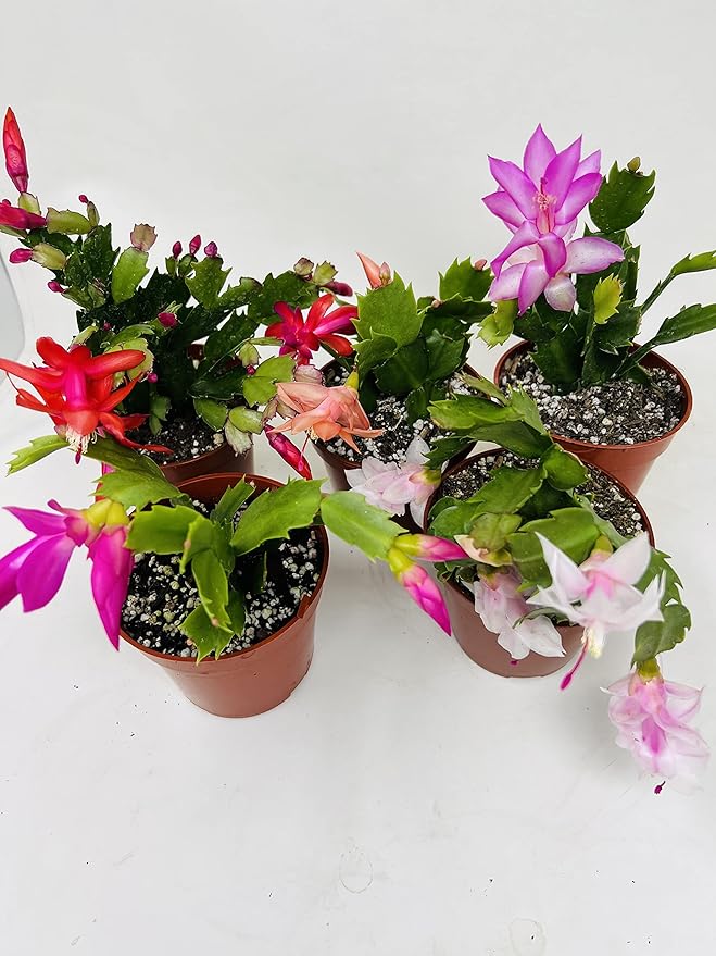 Christmas Cactus Party 2 Plants -Zygocactus Plants 4" Pot