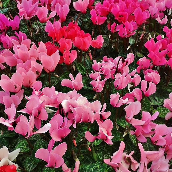 Pink Cyclamen Bulb Collection โ 3, 6 or 9 Premium Indoor/Outdoor Hardy Cyclamen for Shade | Colorful Pink/White Flowers & Marbled Leaves | Bloom Fall to Spring โ Zones 6โ9 (3 Bulbs)