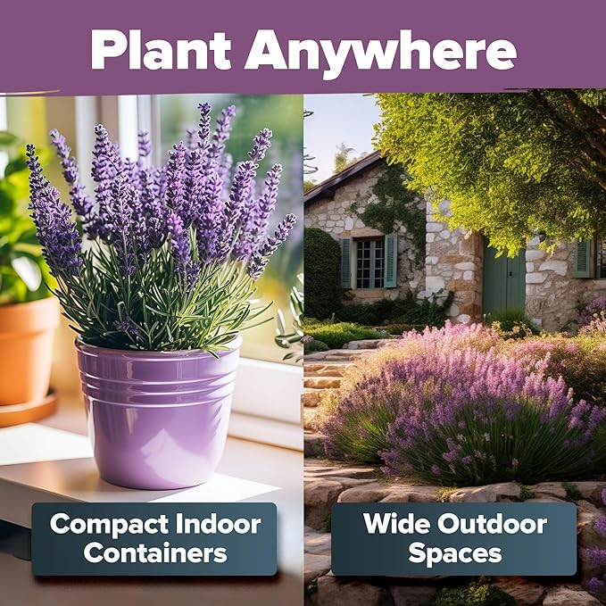 HOME GROWN π¨π¦π π£π₯ππ ππ¨π  English Lavender Seeds 1,500+ π‘π’π‘-ππ π’ Wildflower Seed for Planting Indoor/Outdoor, High Germination, Plant Flower Seeds (Lavandula antustifolia)