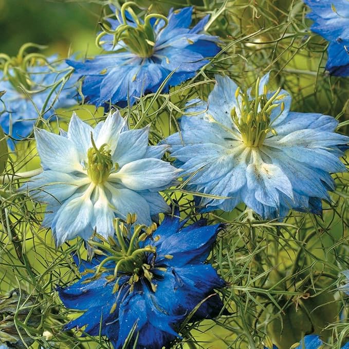 Non GMO Love in a Mist Flower Seeds Nigella damascena (1 Lb) 224,000 Seeds