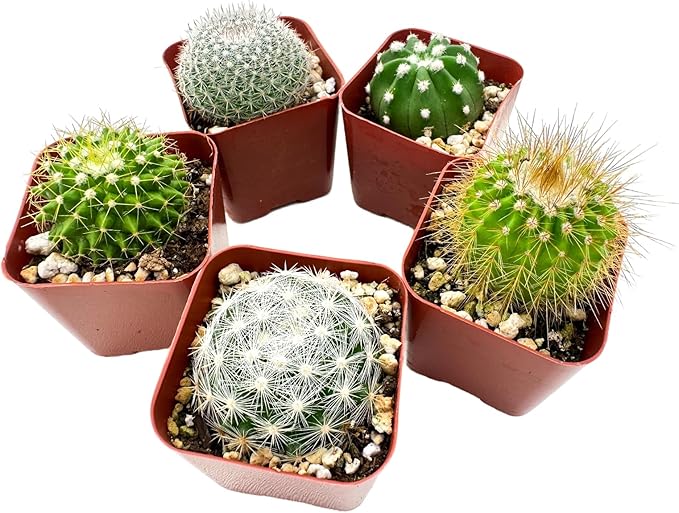 Sprout N Green Live Cactus Plants, 5 Pack Assorted Real Cacti Potted in 2" Starter Pot with Soil Mix, Rare Small Indoor House Plants for Home Garden Wedding Decor Party Favor