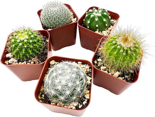 Sprout N Green Live Cactus Plants, 5 Pack Assorted Real Cacti Potted in 2" Starter Pot with Soil Mix, Rare Small Indoor House Plants for Home Garden Wedding Decor Party Favor