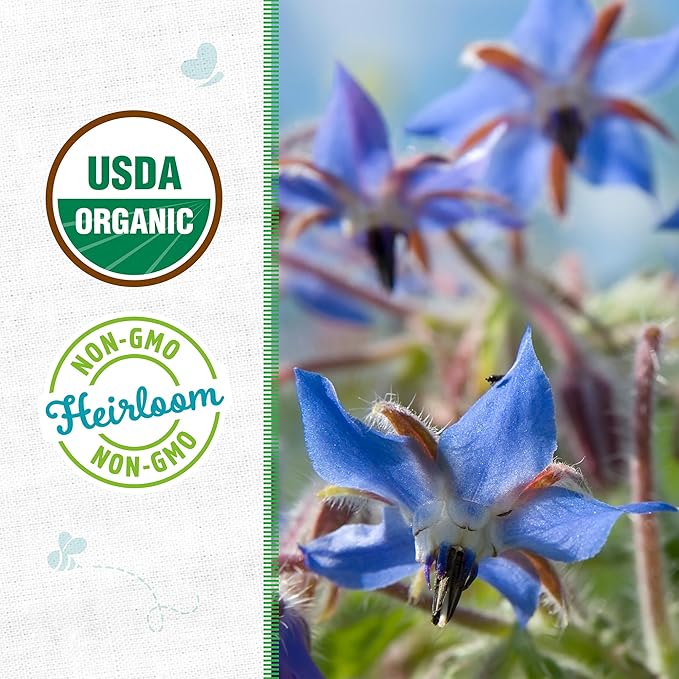 Back to The Roots 100% Organic Heirloom Seeds - Borage Blue Flower Value Pack (2g Total)