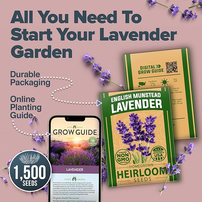 HOME GROWN π¨π¦π π£π₯ππ ππ¨π  English Lavender Seeds 1,500+ π‘π’π‘-ππ π’ Wildflower Seed for Planting Indoor/Outdoor, High Germination, Plant Flower Seeds (Lavandula antustifolia)