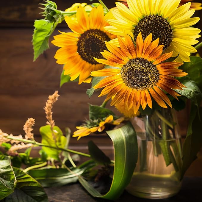 Back to The Roots 100% Organic Heirloom Seeds - Sunflower 'Helianthus' Value Pack (1.4g Total)