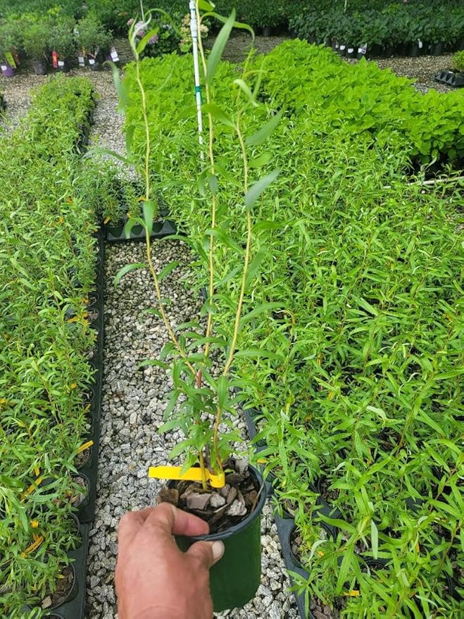 Scarlet Curls Corkscrew Weeping Willow - Live Plant - Quart Pot