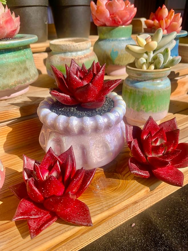 Echeveria Agavoides v Romeo Rubin Rare Live Succulent Plants, Red 1 Head 2.5" Live Plant, Package Without Pot Soil, Garden Indoor Office Desk, Wedding Party Baby Shower Decoration, Plant Lovers Gifts