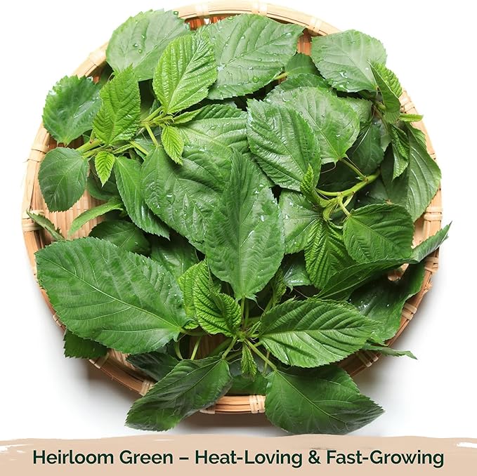 KVITER 3000 Egyptian Spinach Seeds - Molokhia (Corchorus Olitorius) – Jute Leaves, Ewedu, Rau Day, Saluyot Vegetable Seed – Non GMO & Heirloom Vegetable Seeds for Planting Outdoors & Indoors