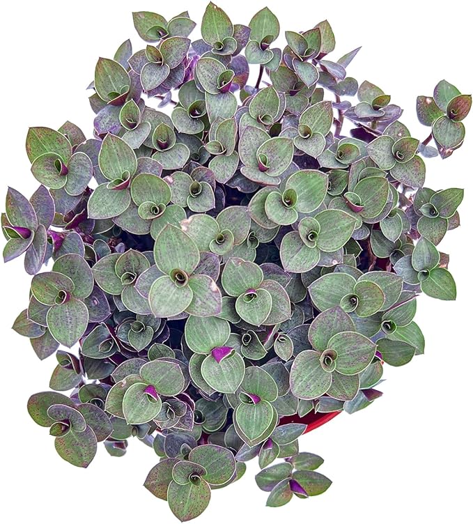 Sprout N Green Turtle Vine, Live Succulent Callisia Repens Sedum Fully Rooted in 4" Pot, House Plant Home Office Wedding Decoration DIY Projects Party Favor