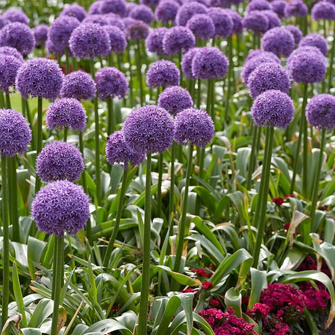 Garden State Bulb Globemaster Giant Allium Flower Bulbs, 20/22cm, Fall Planting (Bag of 10)