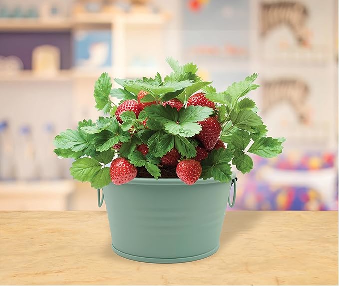 BUZZY Seeds Sage Green Painted Basin Strawberry Grow Kit, Indoor Fruit Plant Starter for Kids and Adults, Fun DIY Gardening Gift, Grow Your Own Snack, Party Favor or Holiday Present