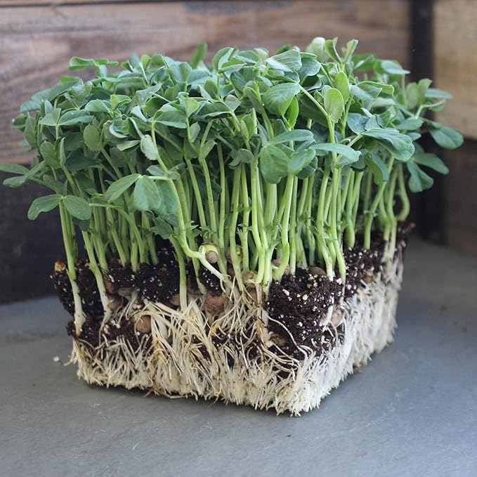 Speckled Pea Sprouting Seeds - 5 Lbs - Certified Organic, Non-GMO Green Pea Sprout Seeds - Sprouts & Microgreens