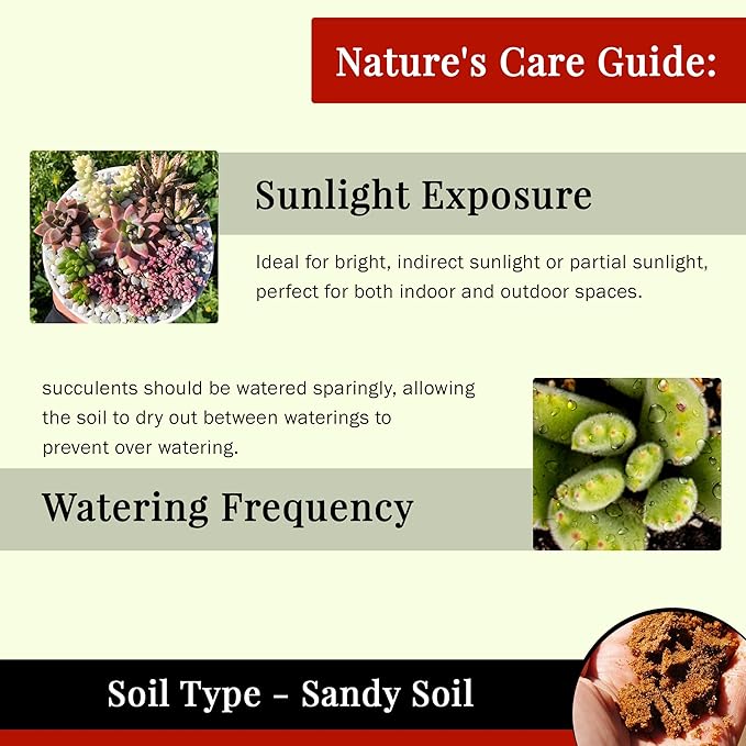 Live Succulents Plants Variety Pack - Well Rooted Plants in 2 Inch Pots - Real, Small, Assorted Houseplants for Indoor, DIY, Home Decor, Wedding, or Birthday Gifts (9 Pack)