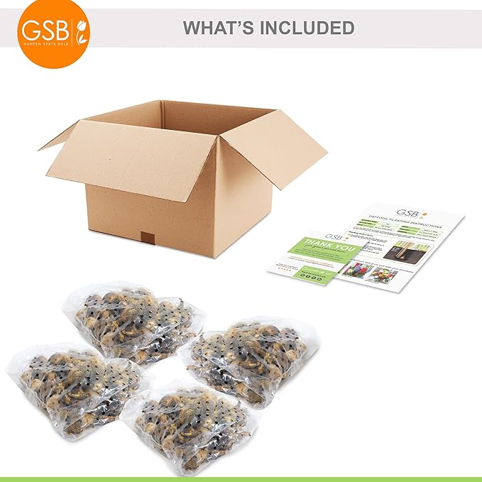 Garden State Bulb Narcissus Tete-a-Tete Daffodil Flower Bulbs, 12/14cm, Fall Planting (Bag of 100)