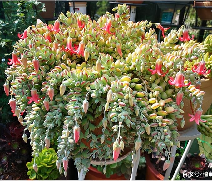 4" Cotyledon Pendens, Live Succulent Fully Rooted in Pots with Soil Mix, Rare House Plant for Home Office Wedding Indoor Outdoor Decoration, DIY Projects, Party Favor