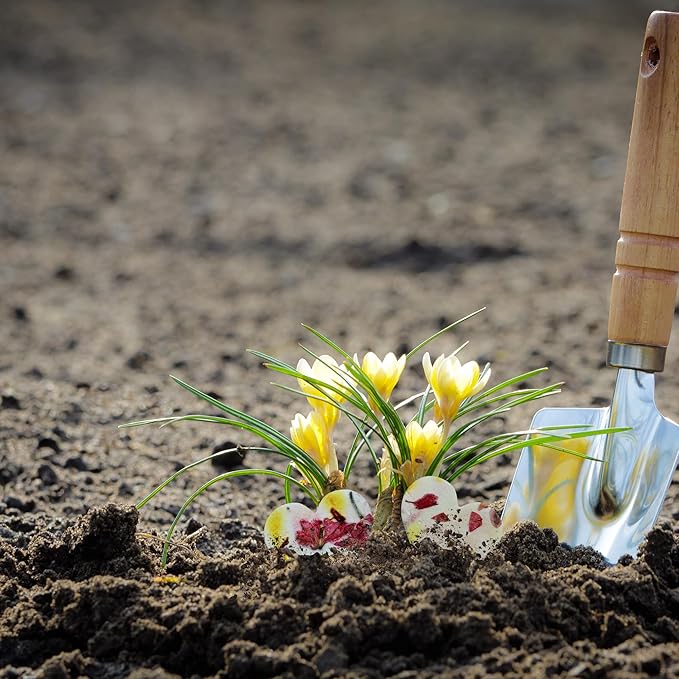 Heart Seed Paper – 50pcs Small Pink & Yellow Plantable Wildflower, Writable & Plantable Gift for Moms, Plant Lover, & Teachers, Ideal for Weddings, Baby Shower, Memorial, & Celebrations