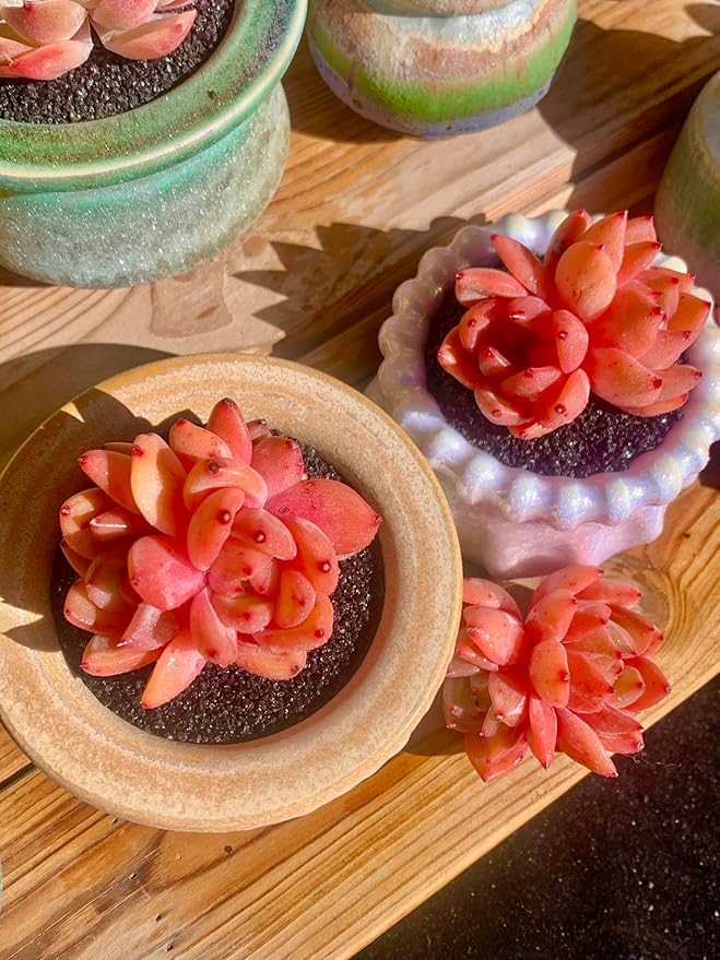 FWPP Echeveria Champagne Rare Live Succulent Plants, Wine 2.5 inches Live Plants Indoor,Bare Root Without Pot Soil,Desk Wedding Baby Shower Decoration Friend Plant Lover Gift