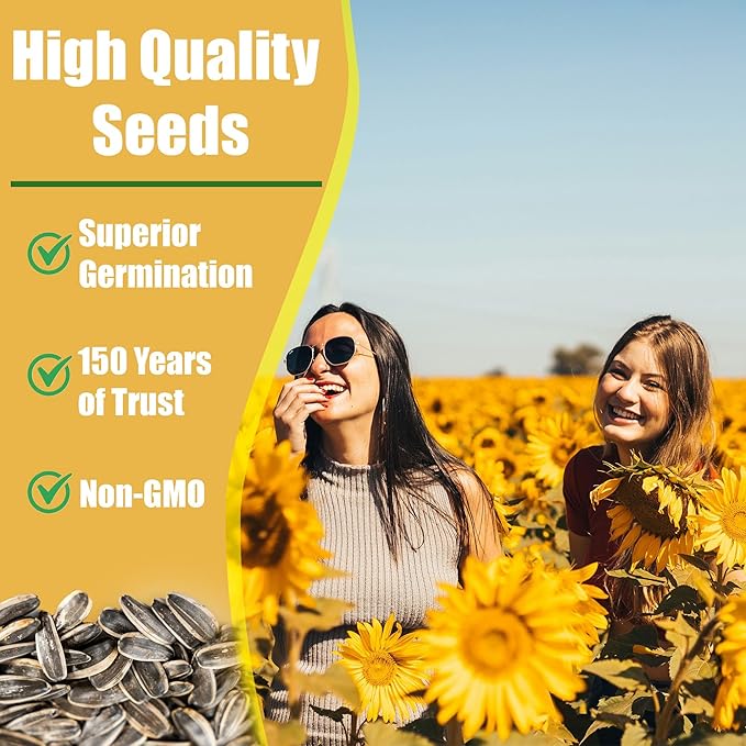 Park Seed Sunspot Sunflower Seeds – Classic Dwarf Variety with Giant 10-Inch Seed-Filled Blooms, Ideal for Hedges, Screens, and Kids’ Gardens, Easy to Grow, Pack of 50
