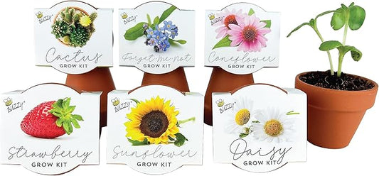 BUZZY Seeds Terracotta Mini Grow Pots 6-Pack – Indoor Gardening Seed Starter Kit with Herbs & Flowers – DIY Grow Your Own Plants Kit for Beginners