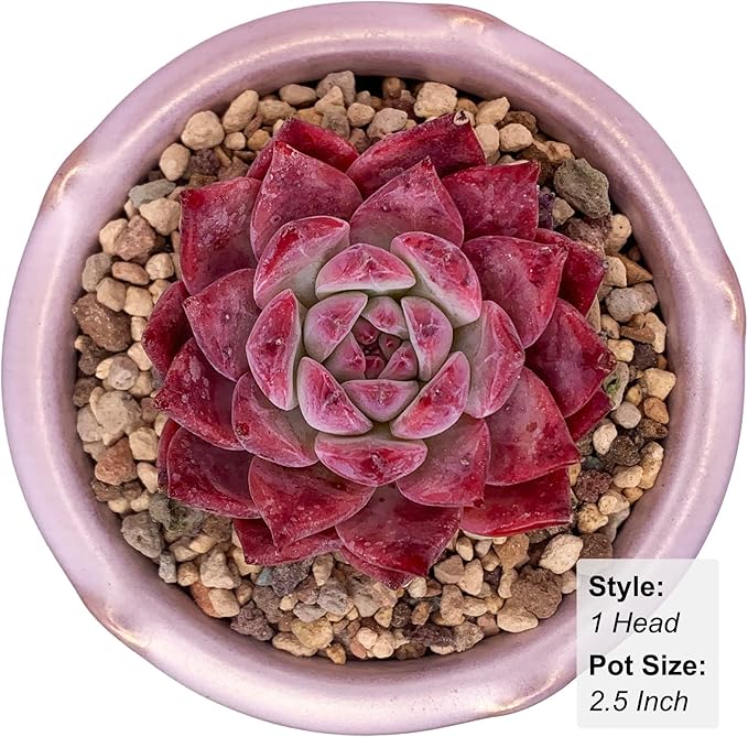 Echeveria Colorata Rare Live Succulent Plants, Red 2.5" Live Plant, Package Without Pot Soil, Garden Indoor Office Desk, Wedding Party Baby Shower Decoration, Friend Plant Lovers Gifts