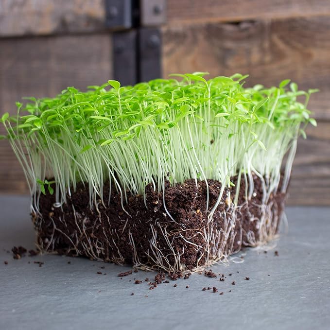 Dark Green Italian Flat-Leaf Parsley Seeds: 5 Lb - Bulk, Non-GMO Herb Seeds for Herbal Garden & Microgreens