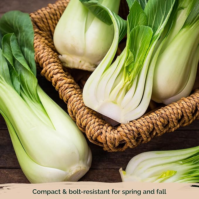 KVITER 1,200 Baby Bok Choy Seeds for Planting (Brassica rapa subsp. chinensis) – Heirloom Extra Dwarf Pak Choi, White Stem Chinese Variety – Organic Cabbage Seeds to Plant in Vegetable Garden