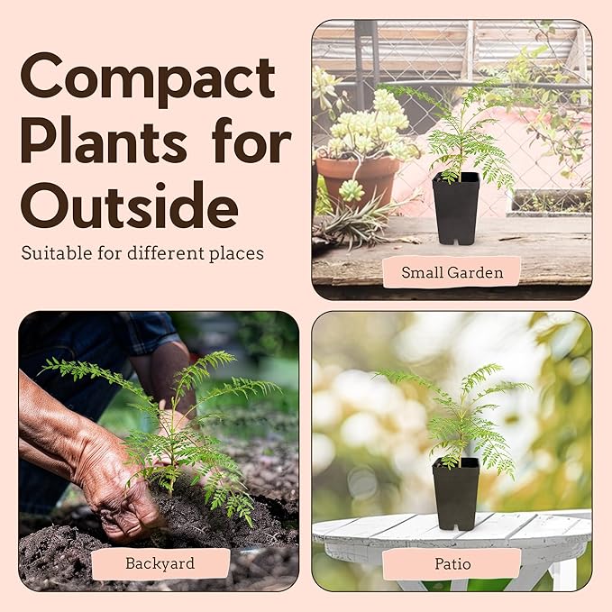 My Shelfie - Mini Jacaranda Tree, 3-4 Inch Tall Bonsai Tree in 2-Inch Pot, Trees Live Plants Outdoor Hardiness Zones 9-11, Bonsai Tree Live with Purple Flowers