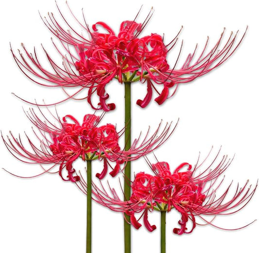 Easy to Grow Lycoris Red 'Spider Lily' Plant Bulbs (3 Pack) - Red Flowering Blooms in Summer to Fall Gardens