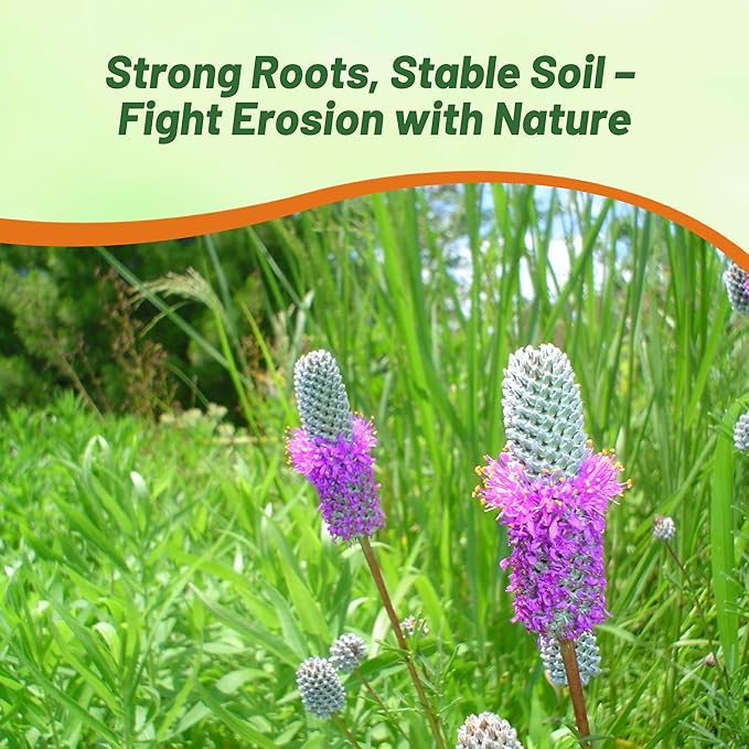 Outsidepride Purple Prairie Clover Seeds - 1 lb. Perennial Seeds for Planting, Easy to Grow, Drought & Heat Tolerant, High Protein Forage for Livestock, Ideal for Meadow Gardens, & Xeriscaping