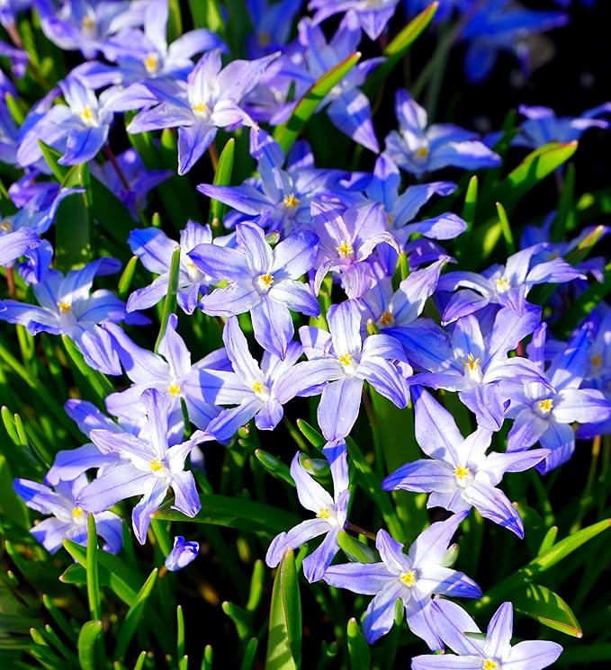 Glory of The Snow Flower Bulbs โ 15 Chionodoxa Bulbs | Purple, Blue & White Star-Shaped Blooms | Early Spring Perennials for Fall Planting | Easy to Grow โ Zones 3โ8 โ Great Garden Gift