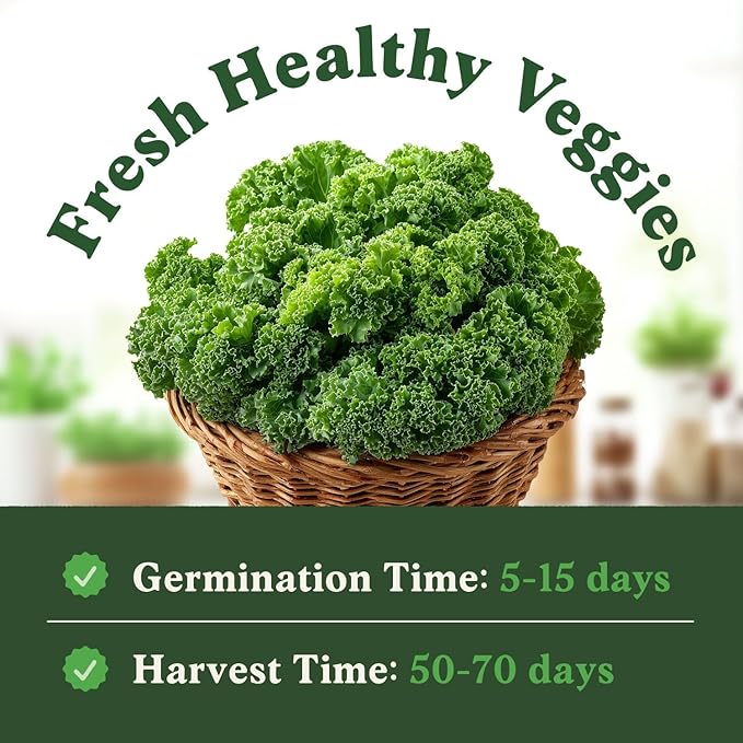 Seedboy Organic Kale Seeds for Planting Indoor and Outdoor, Non-GMO and USDA Certified Vegetable Seed Packet for Hydroponic Garden Indoor or Planting Outdoors (Blue Curled Scotch Kale)