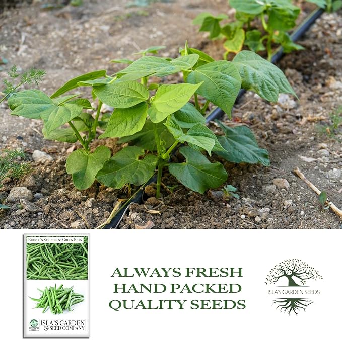 Burpee Stringless Green Bean Seeds (Phaseolus vulgaris) – 50+ Non-GMO Heirloom Seeds by Isla’s Garden Seeds, Crisp Tender Pods with No Strings, Easy to Grow for Raised Beds & Summer Harvests