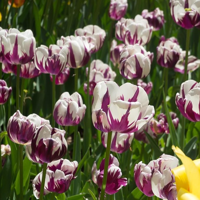 Blueberry Ripple Tulip Flowers -10 Bulbs - Vibrant Purple & White Perennial Blooms | Dramatic Spring Rembrandt Tulips for Garden & Cut Flowers | Pollinator Friendly | USDA Zones 3โ8