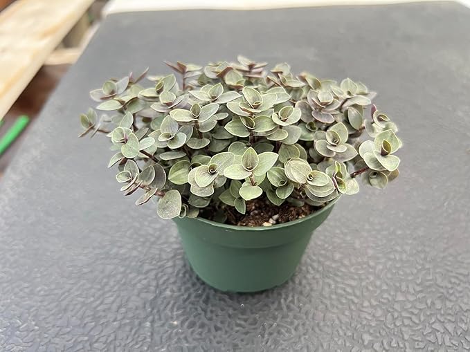 Sprout N Green Turtle Vine, Live Succulent Callisia Repens Sedum Fully Rooted in 4" Pot, House Plant Home Office Wedding Decoration DIY Projects Party Favor