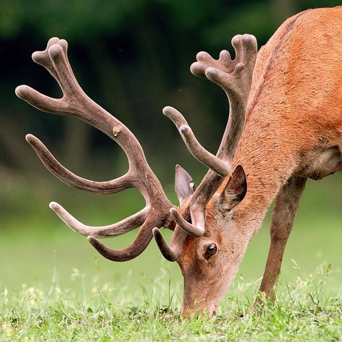 No-Till Forage Friendly Cover Crop Seed Mix โ 5 lb, Covers 1,000 Sq. Ft. โ 9 Winter-Kill Varieties for Spring, Summer & Fall โ Non-GMO Planting Seeds