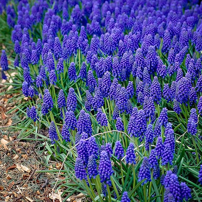 Garden State Bulb Muscari Grape Hyacinth Flower Bulbs, 8/9cm, Fall Planting (Bag of 50)