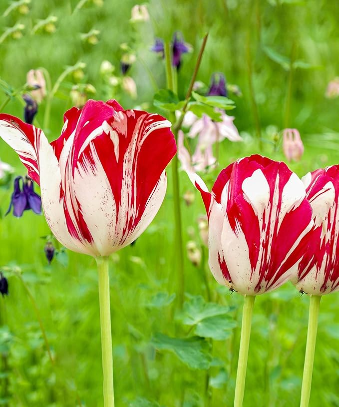 Mixed Sorbet Tulips โ 8 Bulbs | Pink, Red & White Perennial Flowers - Spring Blooming | Easy-to-Grow Rembrandt Tulips for Rock Gardens, Borders & Containers โ Zones 3โ8 | Butterfly & Bee Attracting