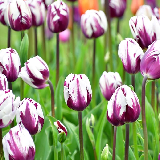 Blueberry Ripple Tulip Flowers -10 Bulbs - Vibrant Purple & White Perennial Blooms | Dramatic Spring Rembrandt Tulips for Garden & Cut Flowers | Pollinator Friendly | USDA Zones 3โ8