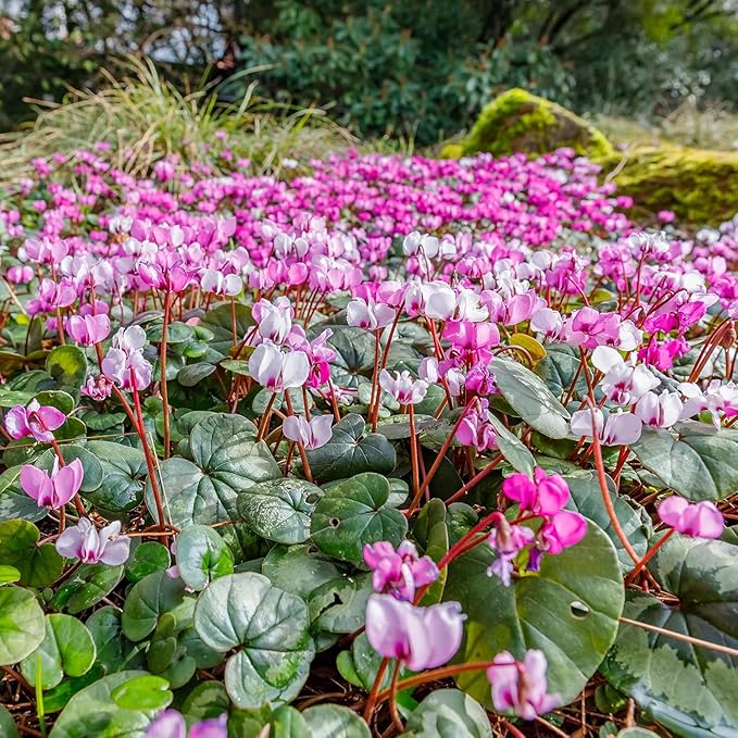 Pink Cyclamen Bulb Collection โ 3, 6 or 9 Premium Indoor/Outdoor Hardy Cyclamen for Shade | Colorful Pink/White Flowers & Marbled Leaves | Bloom Fall to Spring โ Zones 6โ9 (9 Bulbs)